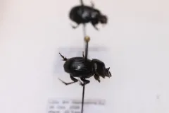 Small Black Dung Beetle thumbnail 4