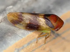 Macropsis basalis thumbnail 3