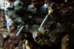 Carnivorous Sponge thumbnail 2