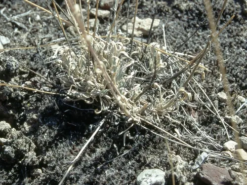 Elko rockcress