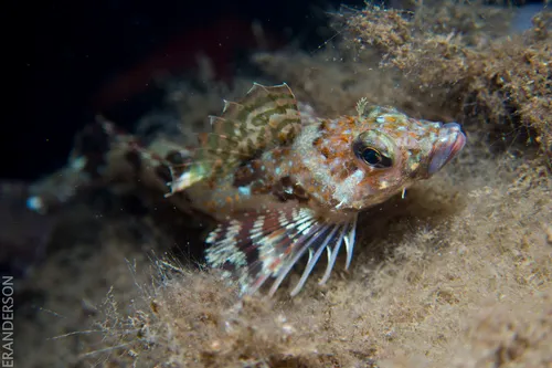 Thornback Sculpin