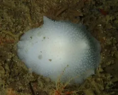 King's Aldisa thumbnail 2