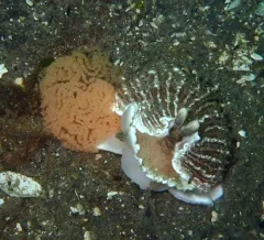 Striped Nudibranch thumbnail 2