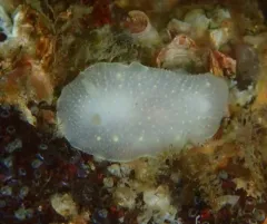 Cadlina klasmalmbergi thumbnail 2