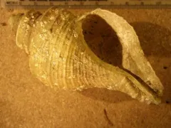 Lyre Whelk thumbnail 3