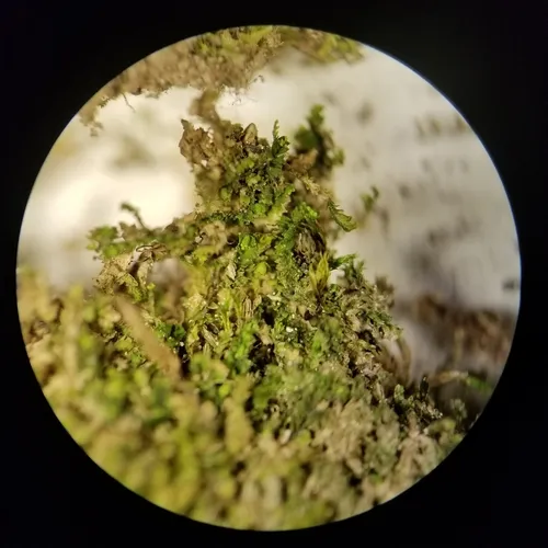 Forest Notchwort