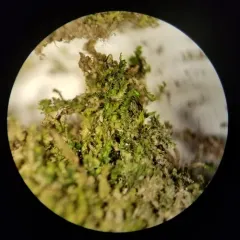 Forest Notchwort thumbnail 1