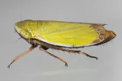 Diplocolenus abdominalis thumbnail 4