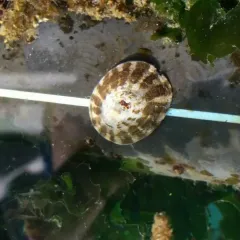 Plate Limpet thumbnail 1