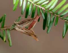 Green Hemlock Needleminer thumbnail 2