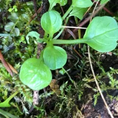shortspur seablush thumbnail 4