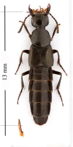 Philonthus validus thumbnail 2