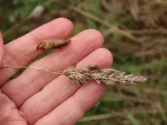 Northern Orbweaver thumbnail 2