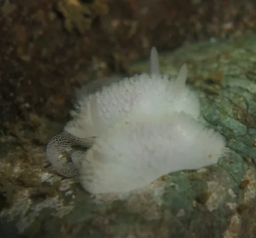 Crowned Dorid