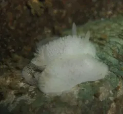 Crowned Dorid thumbnail 1