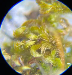 Pylaisia selwynii thumbnail 2