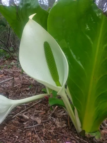 White Skunk Cabbage