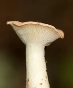 Common Funnel thumbnail 2