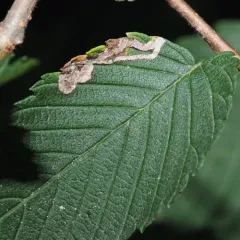 Elm Agromyzid Leafminer thumbnail 3