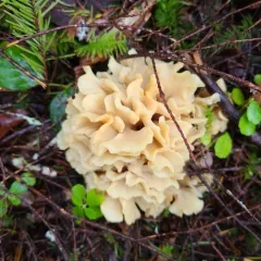 Western cauliflower mushroom thumbnail 4