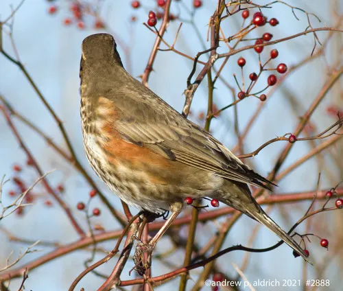 Redwing