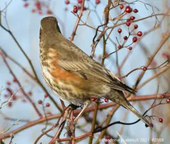 Redwing thumbnail 1