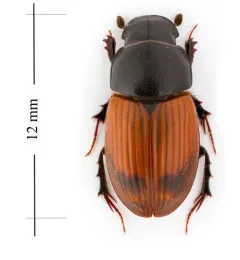 Acrossus rubripennis thumbnail 2