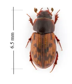 Leopard Dung Beetle thumbnail 2