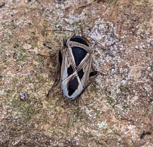 Mediterranean Seed Bug