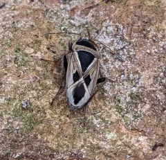 Mediterranean Seed Bug thumbnail 1
