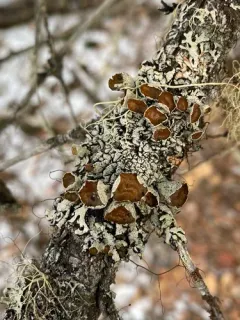 Lattice Tube Lichen thumbnail 3