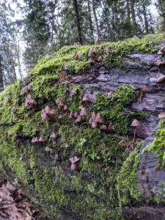 Alkaline Mycena thumbnail 4