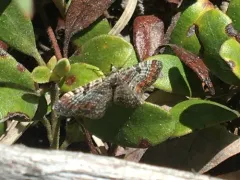 Spruce Cone Geometer thumbnail 3