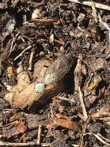 sand bug