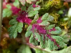 stork's-bill chytrid thumbnail 3