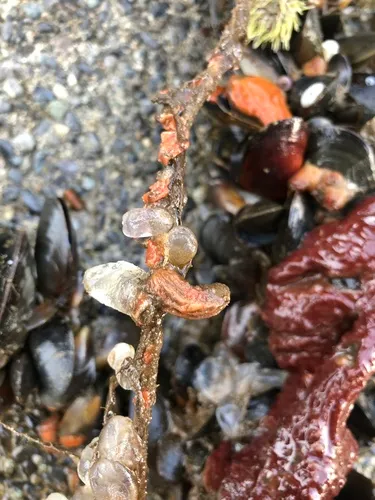 Styela truncata
