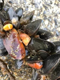 Pimpled sea squirt thumbnail 3