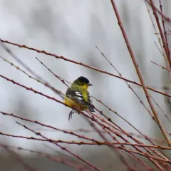 Lesser Goldfinch thumbnail 3