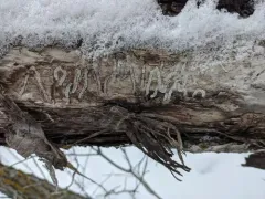 Bronze Poplar Borer thumbnail 2