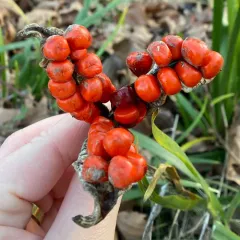 Stinking iris thumbnail 2