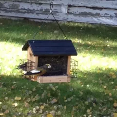 Evening Grosbeak thumbnail 1