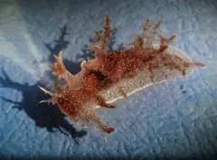 White-spotted Dendronotid thumbnail 4