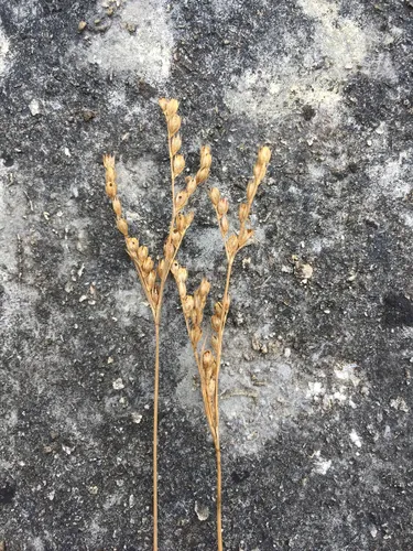 Secund Rush