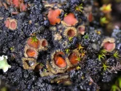 Soil Ruby Lichen thumbnail 2