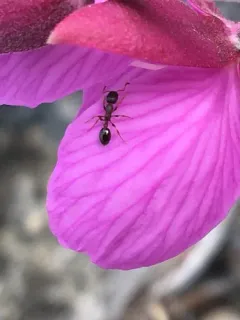 Northern Thin Ant thumbnail 2
