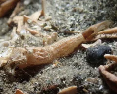 Miniature Spinyhead thumbnail 2