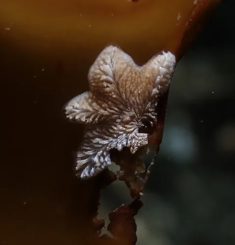 Tubulipora pacifica