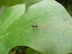 Plagioneurus univittatus thumbnail 3