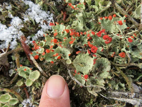 Boreal Cup Lichen