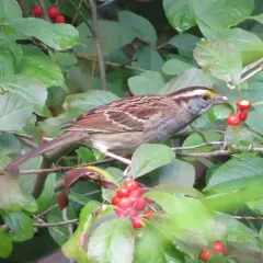 White-throated Sparrow thumbnail 3